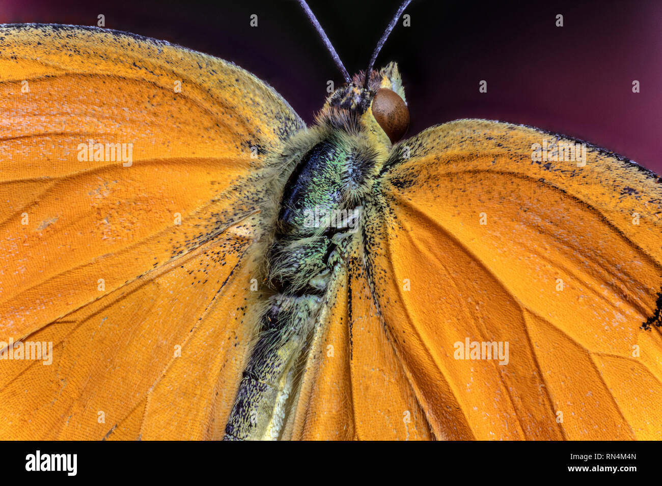 Papillon Orange endormi Banque D'Images