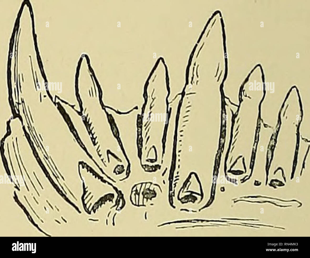 . La vie animale et le monde de la nature ; un magazine d'Histoire Naturelle. 222 la vie animale. Fig. 2. Partie de la mâchoire d'un Crocodile, de montrer les dents de remplacement irrégulier. vrai reptiles modernes sont meublées de dents qui, bien que structurellement très semblables à celles des mammifères, encore des différences importantes à d'autres égards. Il convient de noter que, dans laquelle la dentition de reptiles dans son ensemble est différent de celui des mammifères est que les dents, au lieu d'être strictement limitée à la marge des deux mâchoires, peut être présent sur certains des os de la bouche, comme dans les serpents et le moniteur lizar Banque D'Images