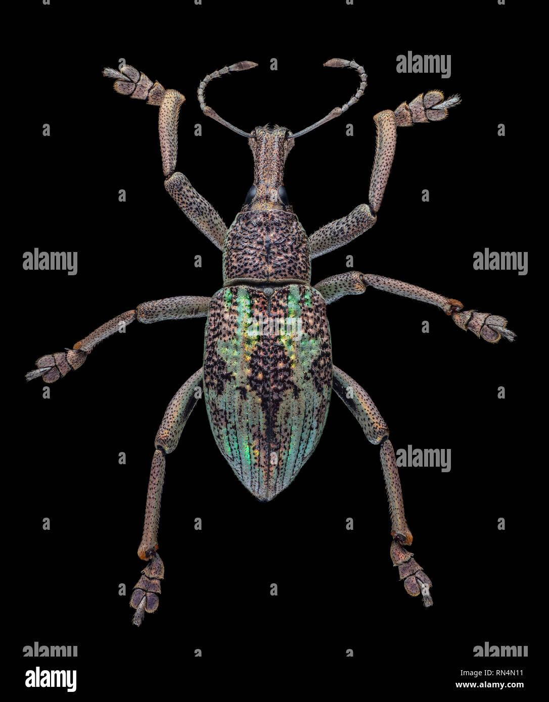 Charançon, Rhinoscapha dohrni Banque D'Images