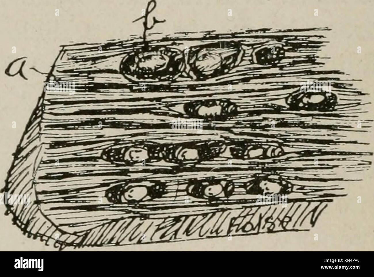 . Des parasites animaux et les maladies parasitaires. Les animaux domestiques ; médecine vétérinaire. 174 parasitologie. L'état du muscle infestés par ces kystes s'appelle le porc maigre ; la larve cysticercus cellulosae ou kyste. Les symptômes, dans les cas les kystes mal infestés peuvent être trouvés à partir de l'enflement de la surface muqueuse du timon ou phrenum, ou de l'conjunc- tival ou muqueuse rectale. Lorsque les kystes dans la langue sont nombreux ils peuvent causer une paralysie partielle, et par conséquent,difficile la préhension alimentaire o.f. Si les kystes sont formées dans le cerveau ou la moelle épinière divers ocim nerveux Banque D'Images