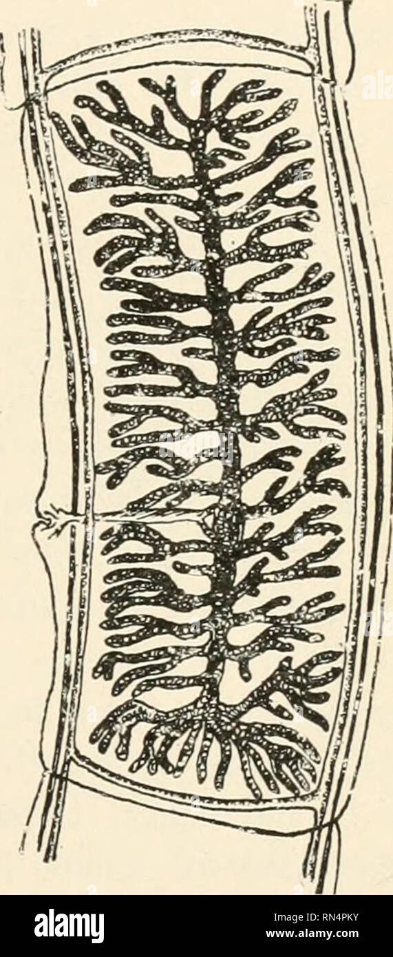 . Des parasites animaux et la maladie humaine. Comme les insectes porteurs de la maladie ; parasitologie médicale. Dibothriocephalidse 239 ténia du boeuf, dans lequel la tête est plate et possède deux slithke suckers (Fig. 87C et D). La dernière famille diffère également de l'avoir en Tseniidse avec couvercles oeufs comme ceux de la nageoire caudale (Fig. 88A), et sans les embryons développés quand il est passé dans le fseces. La famille Tseniidse ténia du boeuf. - La plus répandue des droits de ver dans la plupart des régions du monde est le ténia du boeuf, Taenia saginata adulte de cette espèce comme il se produit dans l'intestin grêle se compose de plus de 1000 prog Banque D'Images