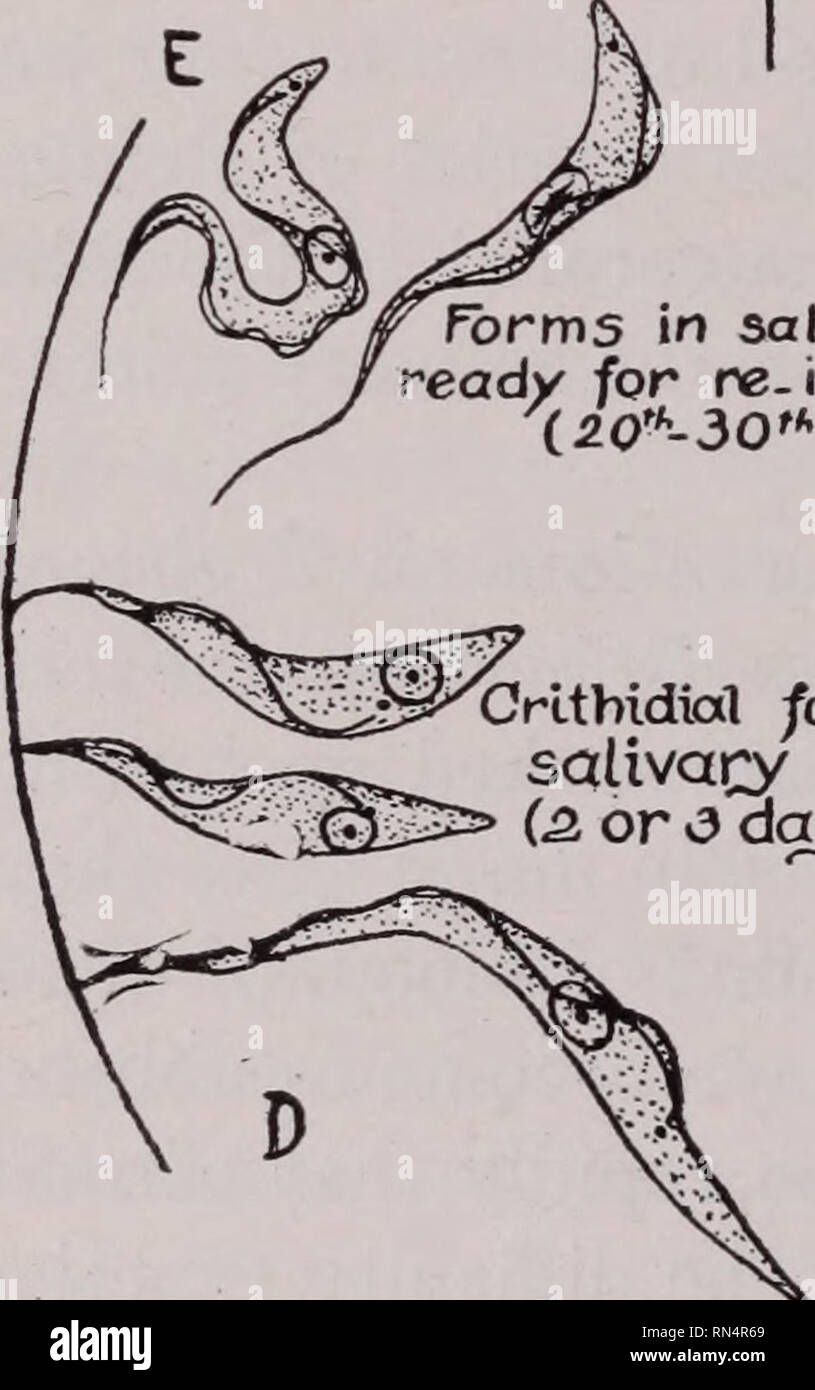 . Des parasites animaux et la maladie humaine. Les insectes vecteurs ; parasites ; les maladies parasitaires ; parasitologie médicale ; insectes en tant que porteurs de la maladie. La transmission par piqûre de mouche tsé-tsé. .L'homme d'antilopes, etc. Trypanosomas dans le sang humain causant la fièvre de trypanosomes. La transmission par piqûre de mouche tsé-tsé. Formes de glossines dans les glandes salivaires prêt pour ré-infection. '(20*-30" jour). Dans Crithidial alands salivaire. Formulaires (2. ou v ? Jours plus tard) newjy est arrivé en forme. •Lewiy arnvea jours jorm 5auvary aland. i2tho 20e jours.). Veuillez noter que ces images sont extraites de la page numérisée des images qui peuvent avoir été Banque D'Images