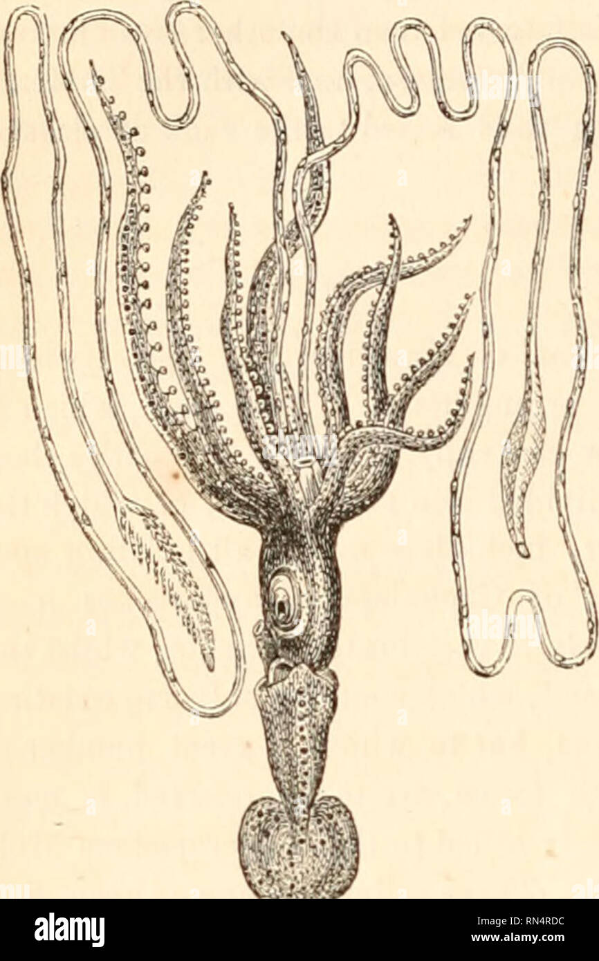 . Le règne animal distribué d'après son organisation, formant une histoire naturelle des animaux et d'introduction à l'anatomie comparée. Zoologie. 658 mollusques.. Fig 3-Loligopsis. et les décapodes, ou dix-armé seiche. La tribu des pieuvres est composé des deux familles Testacea et Nuda  ; pour l'ancienne appartient au genre Argonauta, avec (peut-être) le genre fossile Bellerophon ; à ce dernier le genre Octopus, représenté dans la figure précédente (2) que le rampage sur la rive avec sa bouche vers le bas. La tribu des Décapodes, qui comprend la plus grande proportion de l'actuel Cephalopoda, est di- vide Banque D'Images