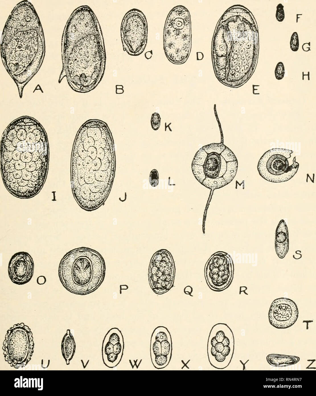 . Des parasites animaux et la maladie humaine. Comme les insectes porteurs de la maladie ; parasitologie médicale. Les ŒUFS des vers parasites 205. Fig. 61. Les œufs des vers parasites, à l'échelle. X 200. (Après plusieurs auteurs.) Un hoematobium, Schistosoma, annulé par 0, de l'urine. B, Schistosoma mansoni, annulé par des excréments. P, C, Schistosoma japonicum, annulé avec Visages. D, Paragonimus ringeri, annulé avec expectorations. Q, E, Fasciola hepatica, annulé avec fseees. R, F, Clonorchls fseces sinensis, annulé avec. .S', G, Opistliorchis felineus, annulé par des excréments. H, Opisthorchis twrerca, annulé par des excréments. T, je bus Fasciolopsis, Banque D'Images