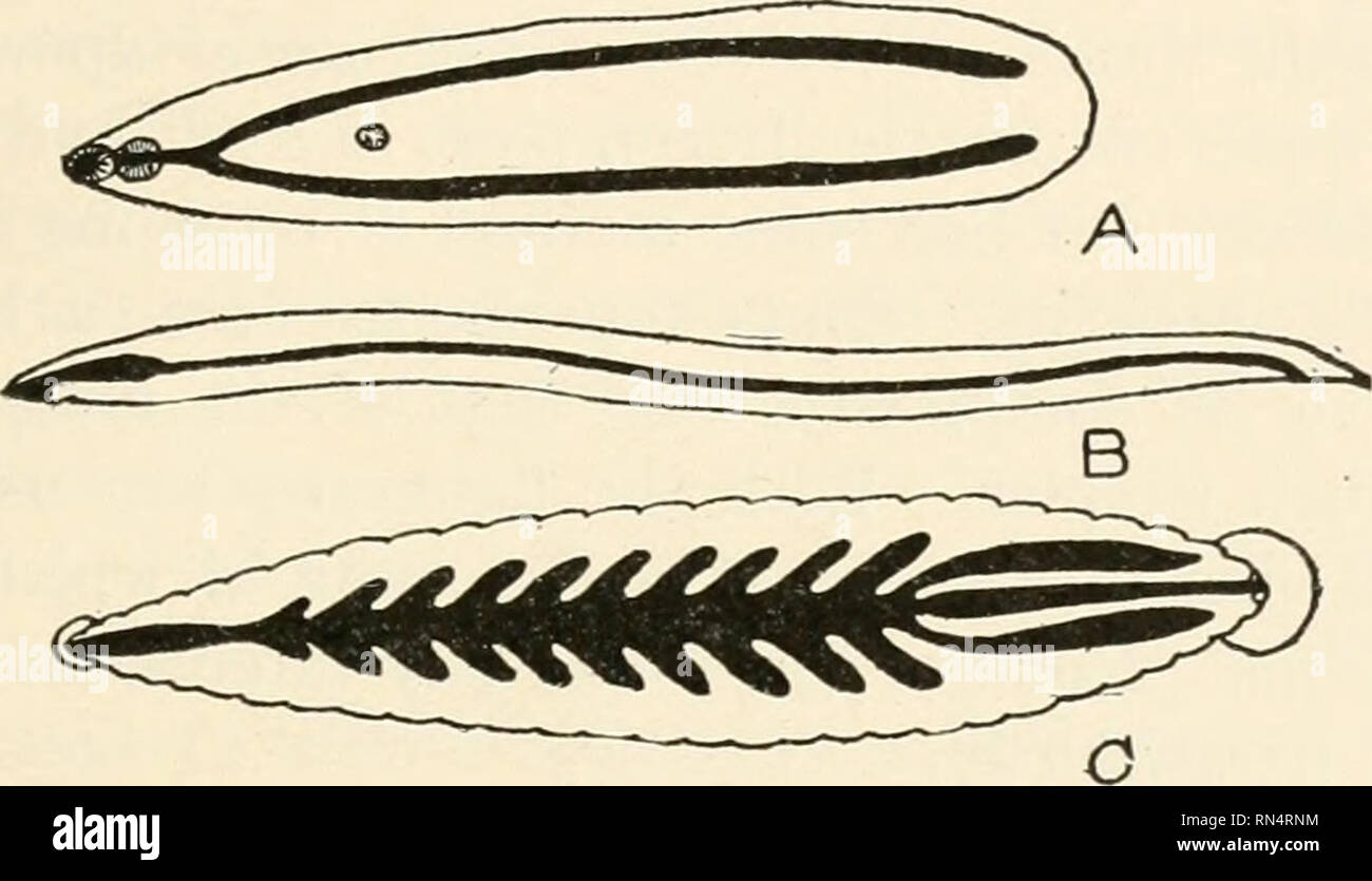 Des Parasites Animaux Et La Maladie Humaine Comme Les