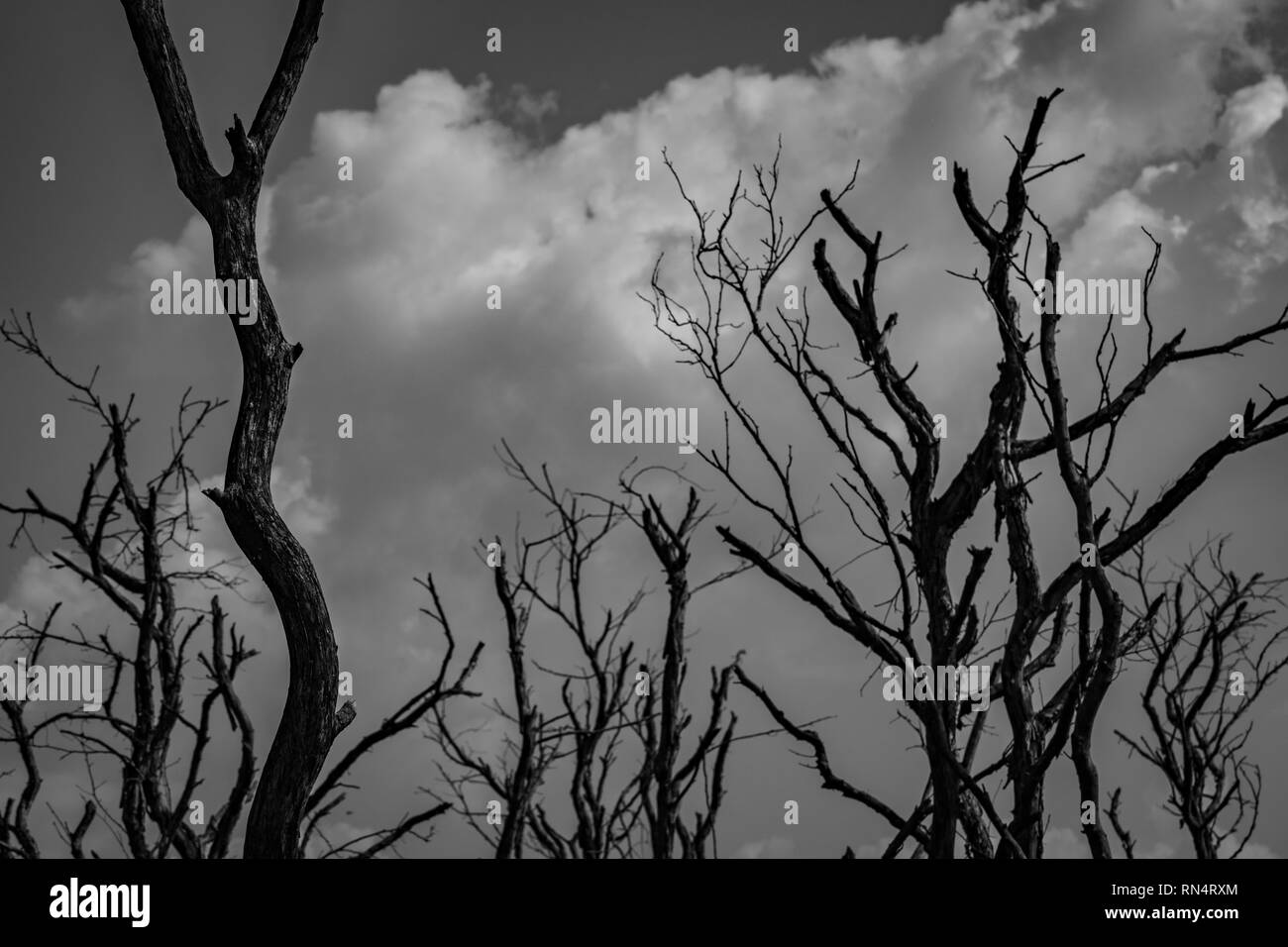Dead Tree Silhouette Sombre Sur Le Ciel Gris Et Blanc Dramatique Nuages De Fond De Peur La Mort Et Pacifique Concept Art Dramatique Et Sur Noir Photo Stock Alamy Dead Tree Silhouette Sombre Sur Le Ciel Gris Et Blanc Dramatique Nuages De Fond De Peur La Mort Et Pacifique Concept Art Dramatique Et Sur Noir Photo Stock Alamy