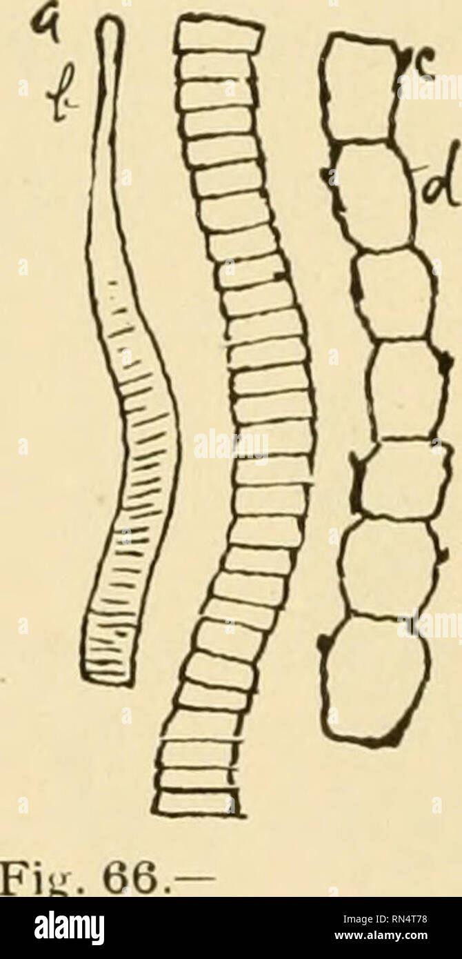 Des Parasites Animaux Et Les Maladies Parasitaires Les Animaux Domestiques Medecine Veterinaire 160 Parasitologie Le Tenia Du Chien Les Tenias Trouves Communement Dans Le Chien Sont Armes Leur Vie