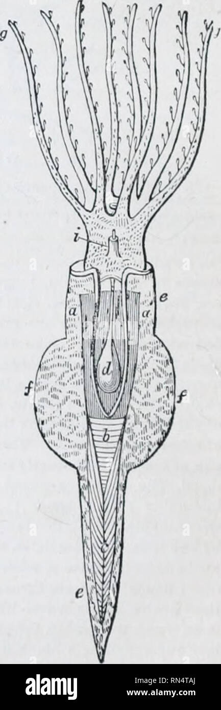 . Le royaume des animaux : organisé après son organisation ; formant une histoire naturelle des animaux et d'introduction à l'anatomie comparée. Zoologie. et l'un ou dix, Décapodes armés de seiche. Le Ocfopod tribu se compose des deux familles Testacea NxtcUi^nd v ; à l'ex appartient au genre Argonauta, Mth (peut-être) le genre fossile Bdlerophon ; à ce dernier le genre Octopus, représenté dans la figure précédente (2) que le rampage sur la rive avec sa bouche vers le bas. La tribu des Décapodes, qui comprend la plus grande proportion de l'actuel Cephalopoda, est di- visée en quatre familles ,-le Teut Banque D'Images