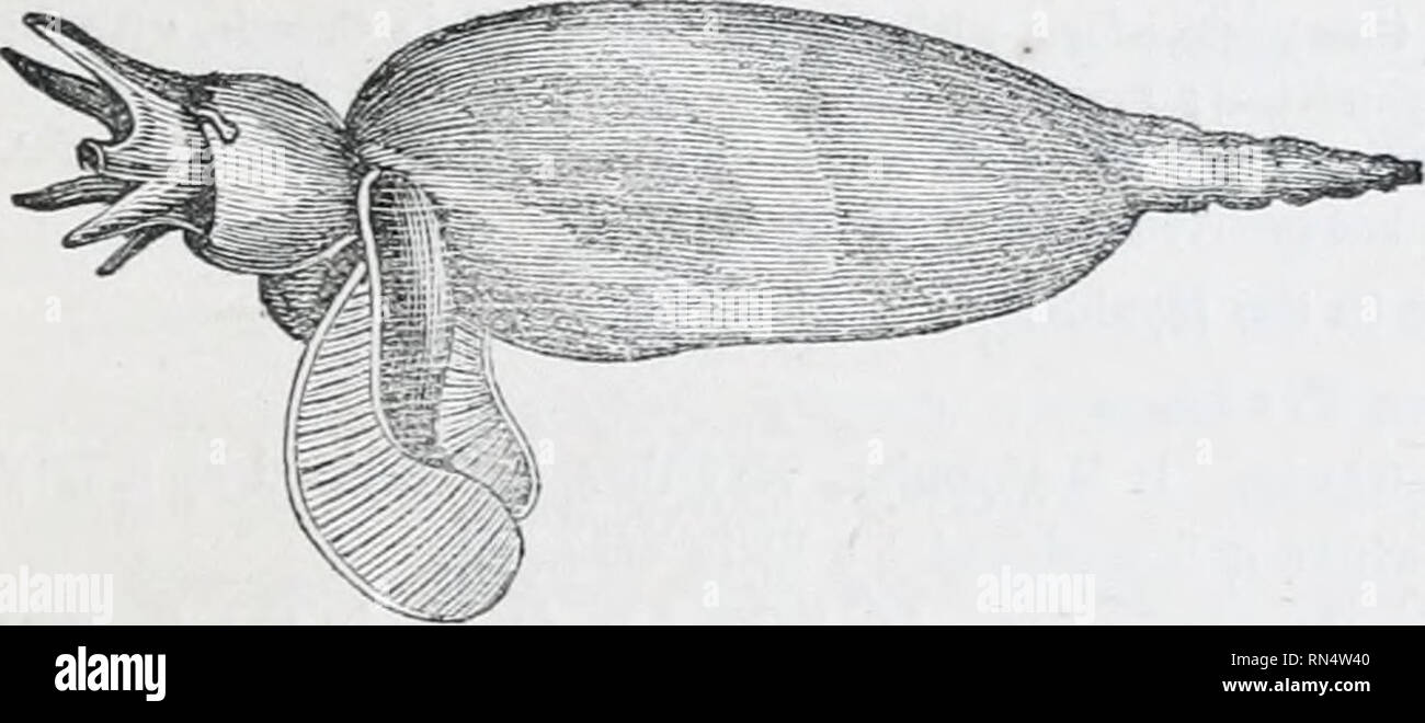. Le royaume des animaux : organisé après son organisation ; formant une histoire naturelle des animaux et d'introduction à l'anatomie comparée. Zoologie. Classe 2. PTEROPODES. 335 connexion avec septa de leur sliells^, a provoqué, le hke genres que nous venons de traiter, à être organisé dans la série des céphalopodes ; mais cette classification nécessite d'être confirmé par plus de nombreuses observations avant d'être considéré comme réglé. Linnteus Gmclin* et placé l'espèce connue dans tlicir temps dans le genre Nautilus, M. d'Orbigny, qui a étudié plus attentivement les lias que n'importe qui Banque D'Images