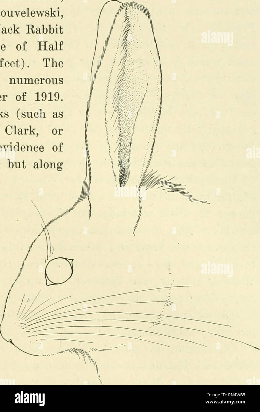 . La vie animale dans le Yosémite ; un exposé des mammifères, oiseaux, reptiles, et amphibiens dans une section de la Sierra Nevada. Zoologie. BABBITS Jack Rabbit 225 dans la plaine du pays. Pour cette raison, entre autres, des informations exactes sur de nombreux points dans l'histoire de la vie de la Sierra Hare doit encore être obtenue. L'aire principale de l'White-tailed Jack Rabbit Tuolumne Meadows et commence à Vogelsang Lake, où les preuves de l'espèce, dans la manière de crottes dispersées sur un terrain découvert, a été trouvé par nous d'être assez abondant. Un événement extraordinaire, rapporté par M., Laurent Souvelewski, était Banque D'Images