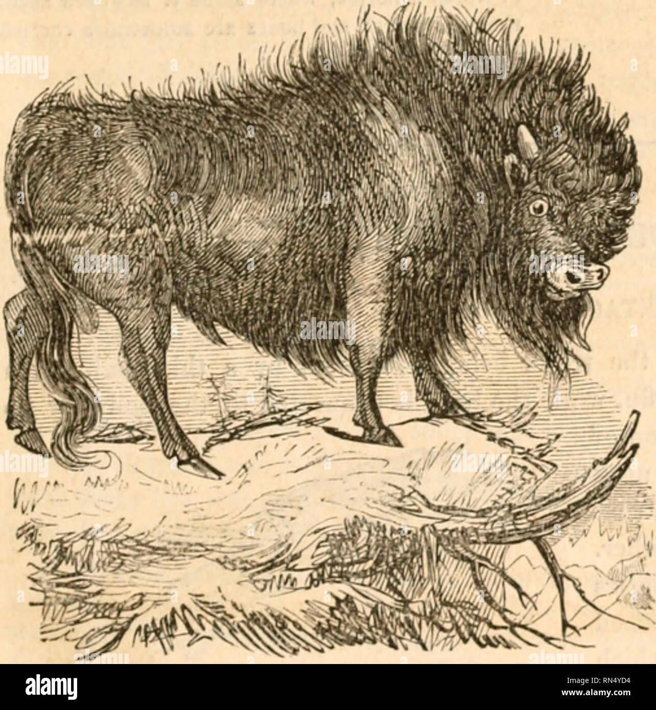 . Le règne animal distribué d'après son organisation, formant une histoire naturelle des animaux et d'introduction à l'anatomie comparée. Zoologie. RUMLXANTIA. 143 de Guinée qui ont également une longue queue, se distinguent par leurs longues pattes, front bombé, très oreilles pendantes, veulent de bona, et courts cheveux bruts au lieu de la laine. Les moutons de l'Europe du Nord et d'Asie sont pour la plupart des petits ?ize avec une queue très courte, [la vérité, que cet appendice n'est qu'interrompue par les bergers peu après l'birthl Ceux de Perse, et la Chine, Tartarie, ont la queue complètement transformé en une double globe Banque D'Images