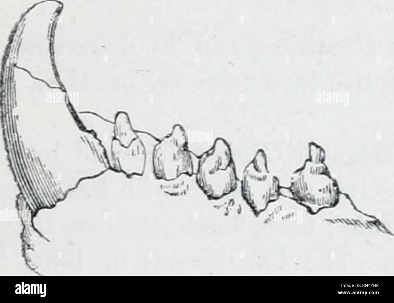 Bookauthorwe Photos Bookauthorwe Images Alamy