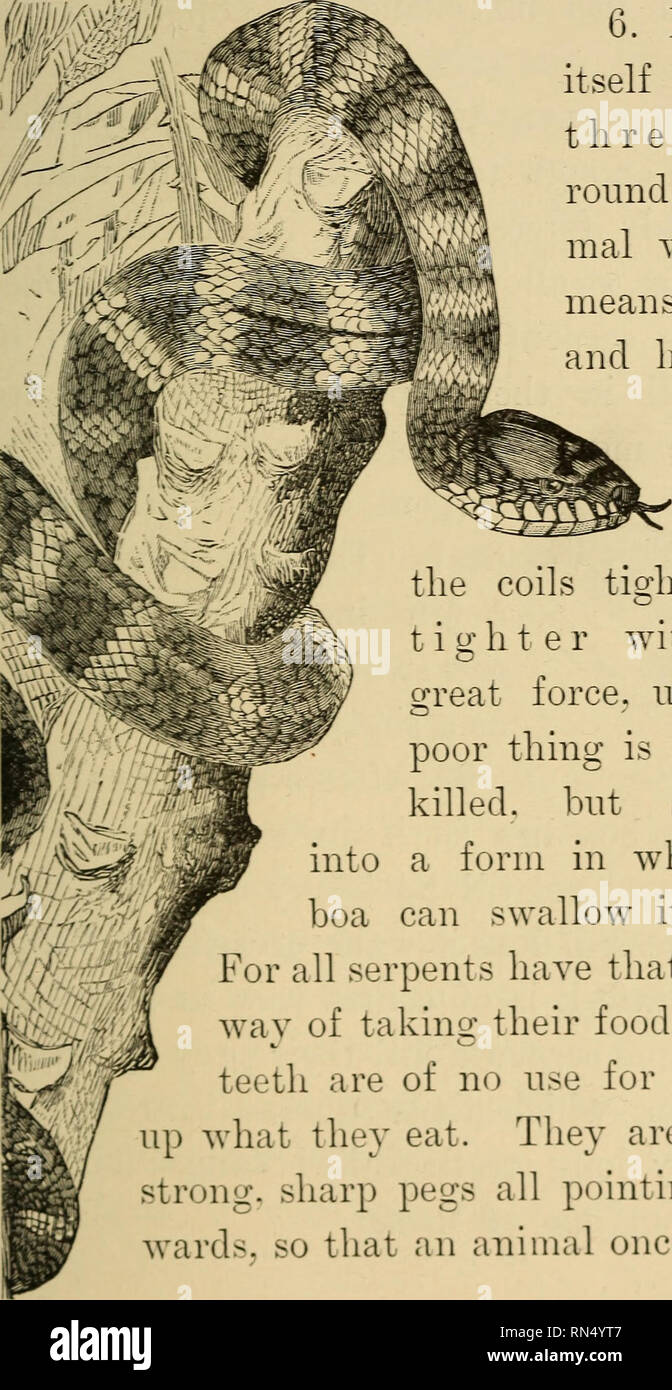 . La vie animale sur la planète. Zoologie. Le boa constrictor. 137. 6. Il lui-même bobines deux ou trois fois le tour un ani- mal qu'il souhaite manger ? Et h a v i o n fait, les bobines attire de plus en plus serré avec très grande vigueur, jusqu'à la pauvre chose n'est pas seulement tué, mais coincé dans une forme dans laquelle le boa peut avaler entier. Pour tous les serpents ont cette étrange façon de prendre leur nourriture. Leurs dents sont d'aucune utilité pour le partage de ce qu'ils mangent. Ils sont simplement des chevilles et acérées qui pointent tous retour- ward-. Pour qu'un animal une fois pris. Veuillez noter que ces images sont extraites d'un balayage pa Banque D'Images