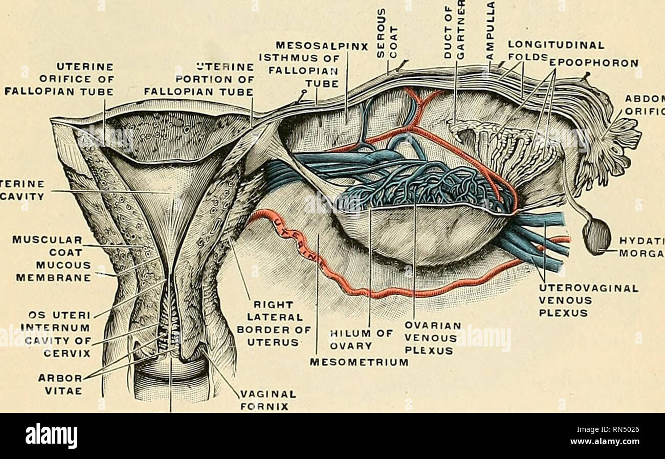 . Anatomie, descriptif et appliquée. L'anatomie. Fig. 1180.-l'parovarium. Le mesoaalpinx est partiellement éliminée. (Poirier et essai charpy.) ces structures, et du côté de l'utérus le ligament large passe. La division entre le corps et le cervix est indiquée à l'externe par l'isthme et de la réflexion du péritoine de la surface antérieure de l'utérus sur la vessie, et tp en interne par un rétrécissement du canal appelé l'OS interne (Fig. 1181). Le cou ou col de l'utérus (Fig. 1178 et 1181) est le segment inférieur de l'utérus de constriction ; autour de sa circonférence est joint e Banque D'Images