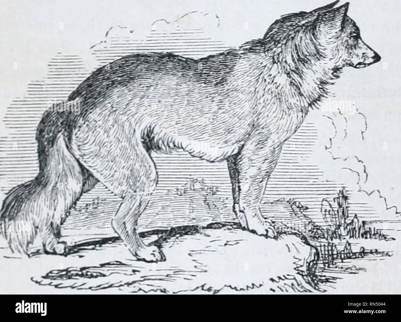 . Le royaume des animaux : organisé après son organisation ; formant