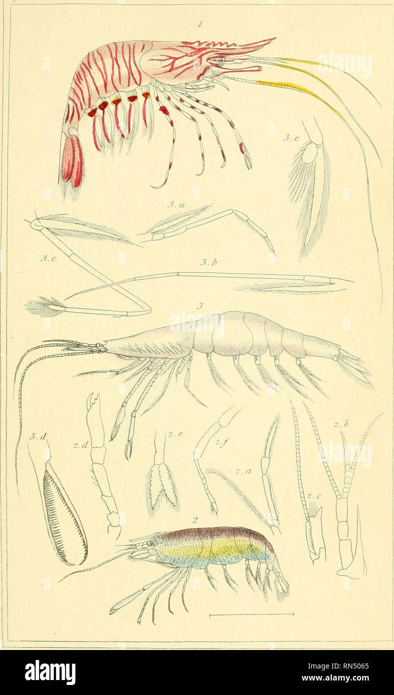 . Le règne animal distribué d'après son organisation, pour servir de base à l'histoire naturelle des animaux et d'introduction à l'anatomie. Animaux ; Zoologie. iniinal ujdcrrii Crusrai Au'-en. PI. o2.. l.Pal^j-rai&gt;o snuilln. JJ" . l. Al(i;uiris uilr.^rens. I.,"rf,.  ?,.Ynt&lt;LuWA'.x .,,v"J" Hi.s'Uvi.ii 6H Jlmrlffs,m.  ;' ///// /".Y.. Veuillez noter que ces images sont extraites de la page numérisée des images qui peuvent avoir été retouchées numériquement pour plus de lisibilité - coloration et l'aspect de ces illustrations ne peut pas parfaitement ressembler à l'œuvre originale.. Cuvier, Georges Banque D'Images