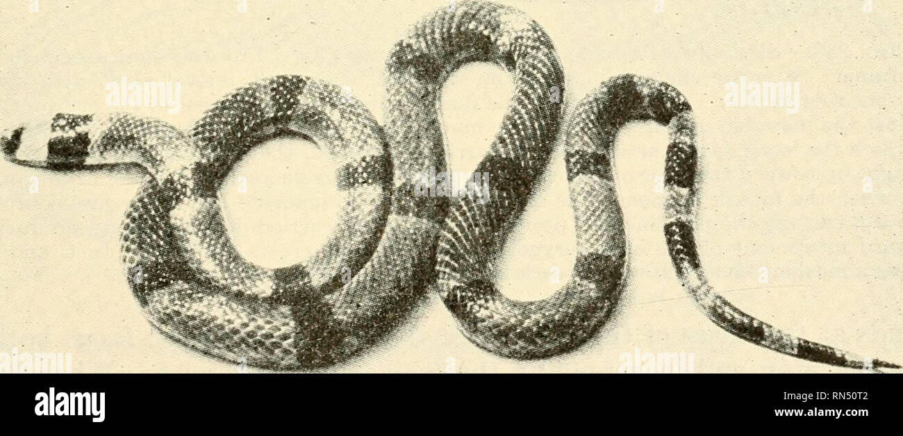 . Biologie Animale. Zoologie, biologie. Fig. 280.-Une copperhead, Agkistrodon 77iokasc>je Beauvois, allant du Massachusetts vers le sud jusqu'à la Floride et l'ouest jusqu'en Alaska et dans les Grandes Plaines jusque dans le sud de l'Arizona. Un serpent venimeux. {De Ditmars, serpents du monde", par courtoisie de la Macmillan Company.) et borné à recevoir la marge antérieure de la crecelle basale. Un nouveau bouton est ajouté à la série des hochets à chaque fois que la peau est versé.. fc . - ?  ? - ?-. - - -"• Fig. 287.-Coral Snake, serpent arlequin, fuhius Micrurus Linnaeus, du sud-est des États-Unis Banque D'Images . Biologie Animale. Zoologie, biologie. Fig. 280.-Une copperhead, Agkistrodon 77iokasc>je Beauvois, allant du Massachusetts vers le sud jusqu'à la Floride et l'ouest jusqu'en Alaska et dans les Grandes Plaines jusque dans le sud de l'Arizona. Un serpent venimeux. {De Ditmars, serpents du monde", par courtoisie de la Macmillan Company.) et borné à recevoir la marge antérieure de la crecelle basale. Un nouveau bouton est ajouté à la série des hochets à chaque fois que la peau est versé.. fc . - ?  ? - ?-. - - -"• Fig. 287.-Coral Snake, serpent arlequin, fuhius Micrurus Linnaeus, du sud-est des États-Unis Banque D'Images