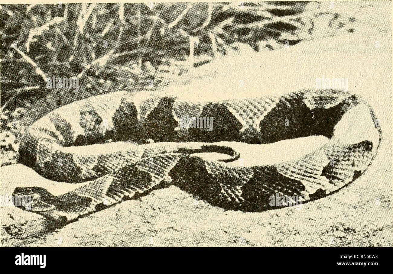 . Biologie Animale. Zoologie, biologie. Une classe REP TI LI 397 possèdent une série de boutons épidermiques creux reliés entre eux et formant un hochet attaché à l'extrémité de la queue, qui est elle-même, aplatie, trempé. Fig. 280.-Une copperhead, Agkistrodon 77iokasc>je Beauvois, allant du Massachusetts vers le sud jusqu'à la Floride et l'ouest jusqu'en Alaska et dans les Grandes Plaines jusque dans le sud de l'Arizona. Un serpent venimeux. {De Ditmars, serpents du monde", par courtoisie de la Macmillan Company.) et borné à recevoir la marge antérieure de la crecelle basale. Un nouveau bouton est ajouté Banque D'Images . Biologie Animale. Zoologie, biologie. Une classe REP TI LI 397 possèdent une série de boutons épidermiques creux reliés entre eux et formant un hochet attaché à l'extrémité de la queue, qui est elle-même, aplatie, trempé. Fig. 280.-Une copperhead, Agkistrodon 77iokasc>je Beauvois, allant du Massachusetts vers le sud jusqu'à la Floride et l'ouest jusqu'en Alaska et dans les Grandes Plaines jusque dans le sud de l'Arizona. Un serpent venimeux. {De Ditmars, serpents du monde", par courtoisie de la Macmillan Company.) et borné à recevoir la marge antérieure de la crecelle basale. Un nouveau bouton est ajouté Banque D'Images