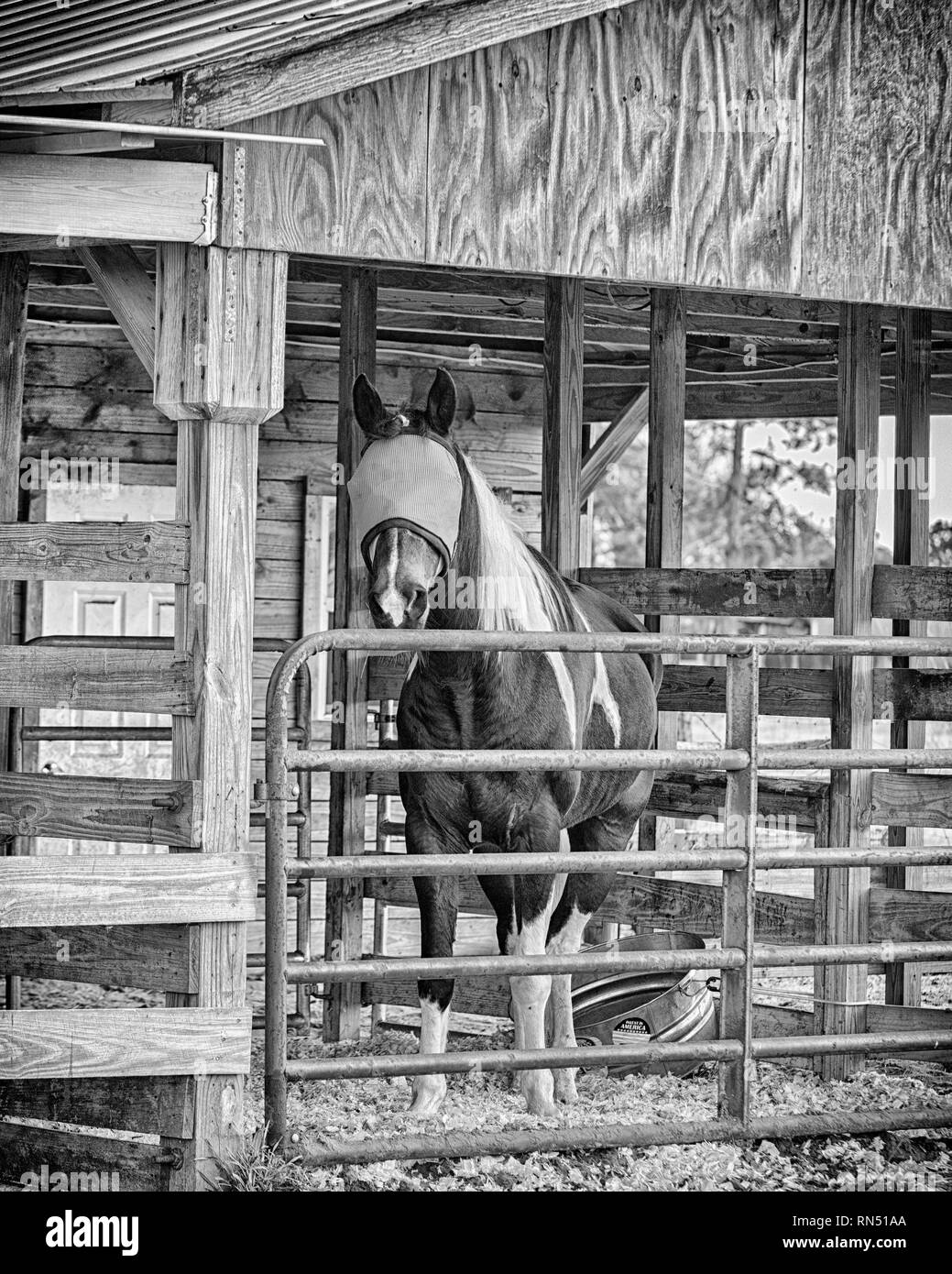 Image en noir et blanc d'un paint horse dans une étable à l'appareil photo. Il a un masque pour protéger les yeux. Il est alerte, les oreilles en avant. Banque D'Images
