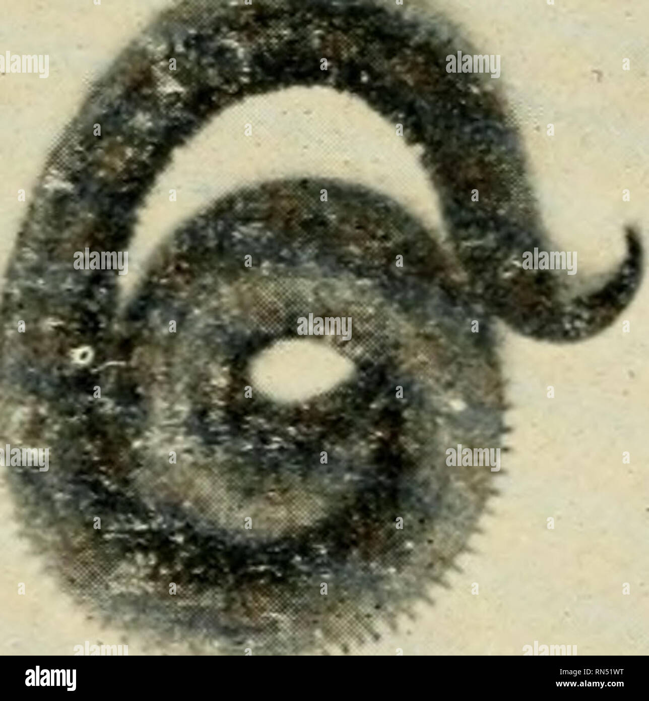 . Animaux de la mer. Les animaux marins -- Côte Atlantique. VERMES Glycera dibranchiata Ehlers (125) ver un ver long effilé à chaque extrémité ; tête petite et pointue et avec 4 tentacules. Les branchies simples de chaque côté d'appendices ; proboscis long. Vase de Sable à partir de la Caroline du Nord dans la baie de Fundy. Commune dans les eaux du New Jersey à 15 pieds de profondeur. o . Fig. 20 Glycera Glycera americana americana Leidy Leidy Fig. 20 (ver' branchies ramifiées sur le dessus d'appendices ; pas de branchies sur la face inférieure. Pas aussi commun que le ci-dessus.. Veuillez noter que ces images sont extraites d'un balayage Banque D'Images