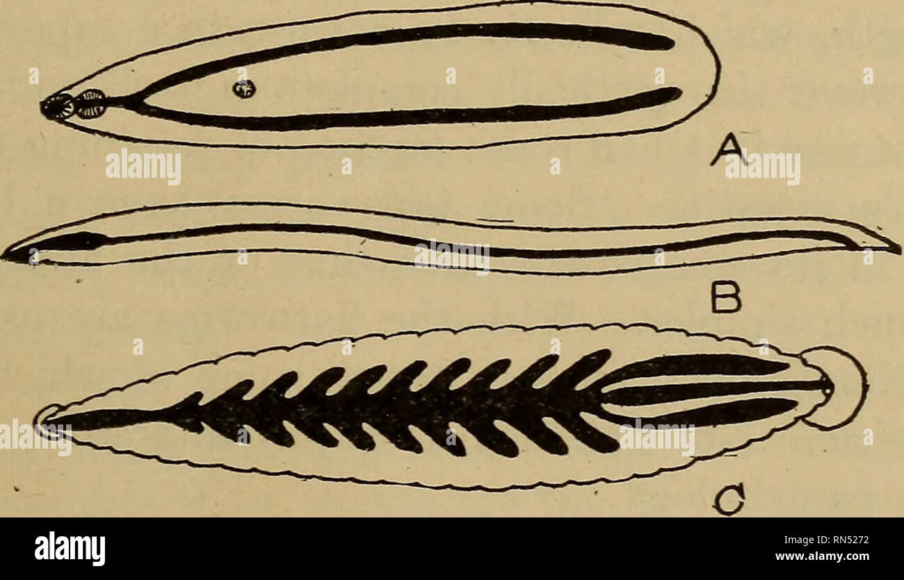 Des Parasites Animaux Et La Maladie Humaine Parasitologie