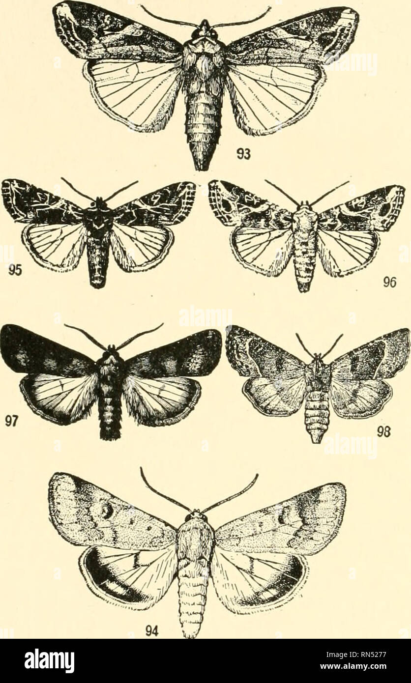 . Les animaux de la terre et de la mer. Zoologie ; insectes ; Zoologie. 88 LES ANIMAUX DE LA TERRE ET DE LA MER l'ouvrir, prendre à la forêt de se prévaloir de l'abondance des aliments nouveaux. L'anglais Sparrow, par exemple, et près de la côte les goélands et sternes pendant quelques semaines à devenir plus ou moins des habitants des bois, subsistant pour l'instant presque entièrement sur ces insectes. De nombreux oiseaux sont très entreprenants dans la découverte de nouveaux aliments, ou dans l'adoption d'autres oiseaux, en particulier lorsqu'ils sont introduits dans un nouvel environnement. La Nouvelle-Zélande n'a pas mam- mals à l'exception de quelques chauves-souris. L'un des grands perroquets les autochtones Banque D'Images