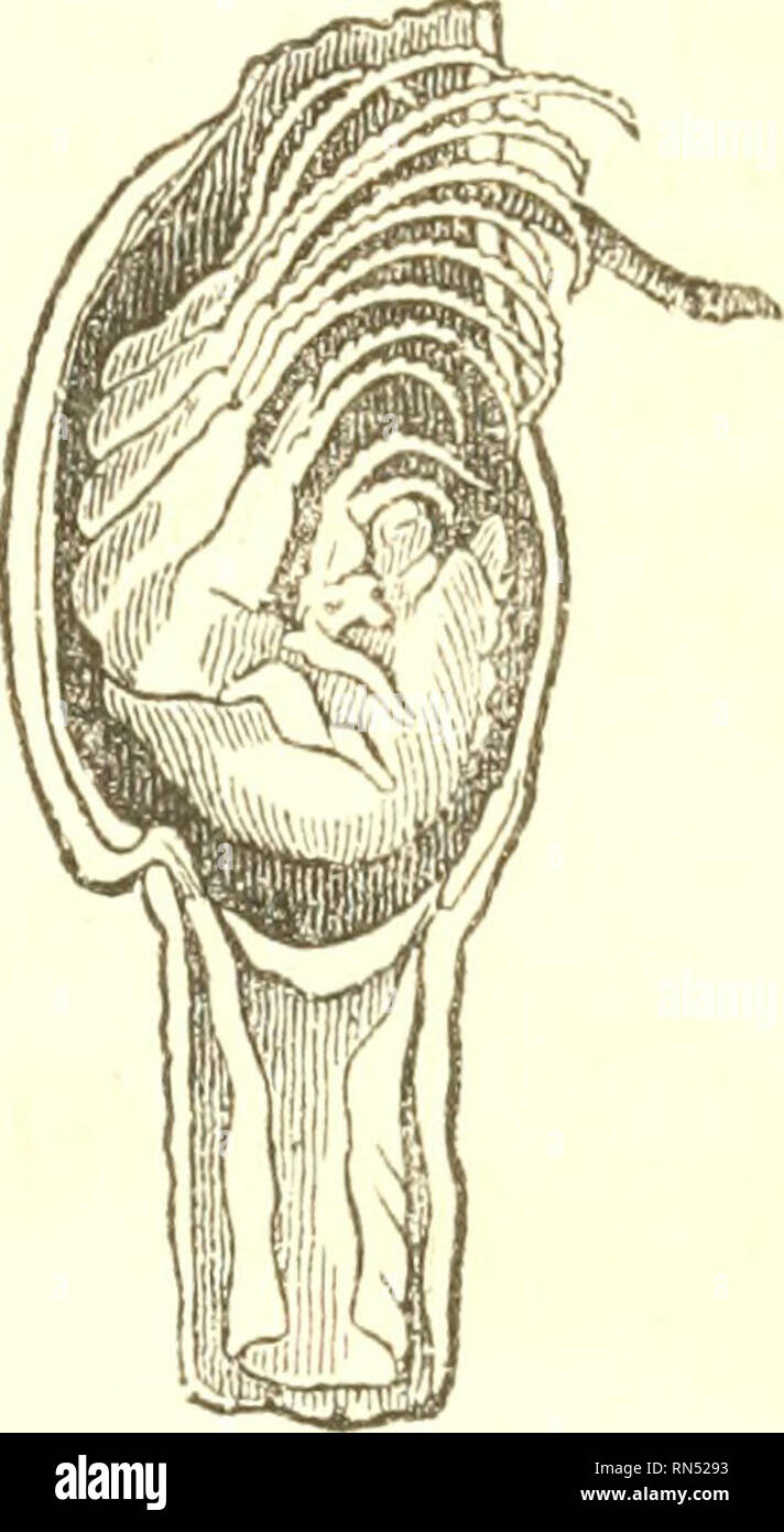 . Physiologie animale. La Physiologie, comparatif. Fig. 49.-Shell de la balane. Fig. 50. -Corps de la balane. Un rocher ou dans un autre shell, comme c'est celle de l'Balanus ou acorn-shell. Dans les deux cas, la forme et la structure de l'animal sont essentiellement les mêmes. Lorsque pris sur le réservoir (dans lequel il se trouve doublé, pour ainsi dire) et à se répandre, sa nature articulé est attestée par sa division en segments, et par la régularité de la disposition des vrilles. Ils ne sont pas formés comme les jambes, car elles pourraient être faites, pas d'utilisation de l'animal d'être incapable de se déplacer d'un endroit Banque D'Images