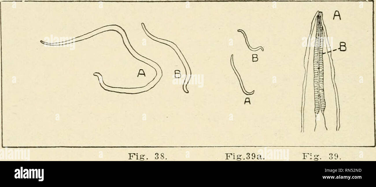 Des Parasites Animaux Et Les Maladies Parasitaires Des Chevaux Des Animaux Domestiques Parasites La Medecine Veterinaire 104 Parasitologie Nausees Et Vomissements Sont Indiquees Les Chats Infestes Par Un Grand