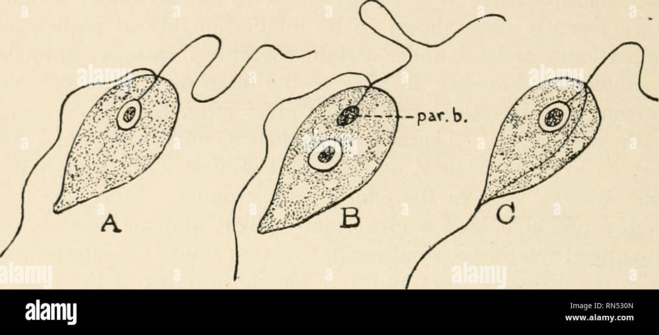 . Des parasites animaux et la maladie humaine. Comme les insectes porteurs de la maladie ; parasitologie médicale. Les flagellés et ciliés intestinale 118 La forme générale du corps et en la possession d'un corps parabasal et une membrane ondulante, mais ont un flagelle libre supplémentaire. Dans Cercomonas (Fig. 29C), selon le bord, Wenyon flagelle est fixé sur le côté du corps jusqu'à l'extrémité postérieure, étant généralement continué comme une flagelle.. Fig. 29. Bi-flagellatcd les parasites. Un Bndo, note ; absence d'bodj parabasal-. B, Prowazekia ; note corps parabasal (al. b.). C, Cercomonas ; remarque traili Banque D'Images