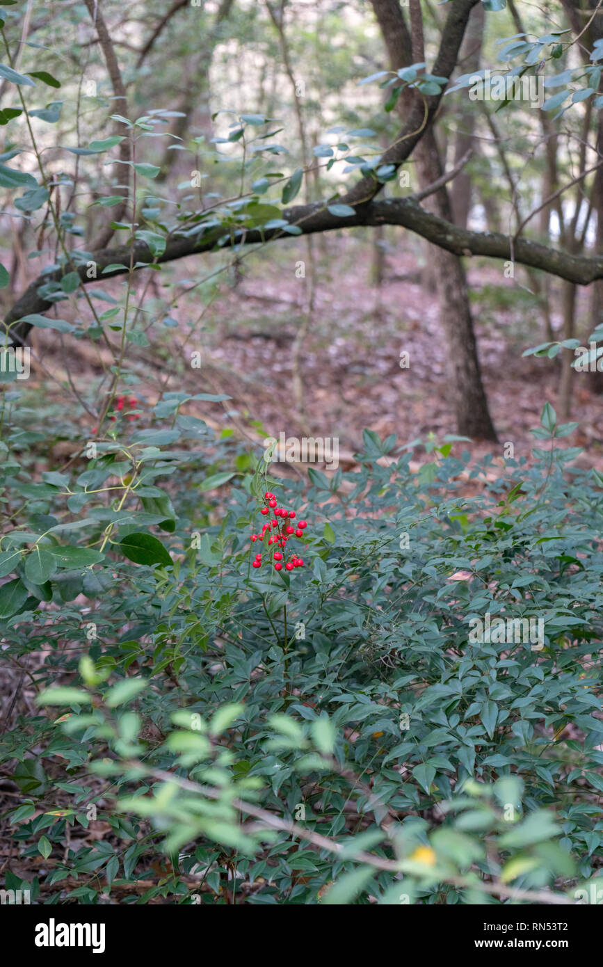 Avis de Berry rond rouge avec la forêt en arrière-plan Banque D'Images