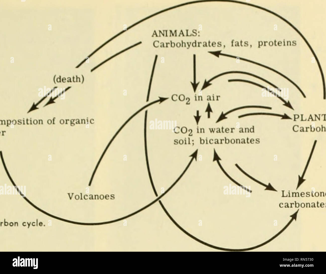 . L'écologie animale. L'écologie animale. La décomposition de la matière organique CO2 dans l'air jf"^ » IMPLANTS : CO2 dans l'eau et de glucides, lipides, protéines de bicarbonates le calcaire, le charbon, le pétrole, les carbonates etc. FIG. J'ai 1-2 l'eyeh carbone (pas de nitrites ;) et les nitrates (NO3) par l'ac- tion de bactéries autotrophes : le processus est appelé la nitrification. D'autres types de bactéries agissent sur l'ammoniac dans le processus de dénitrification. par où l'azote (NO) est libéré dans l'atmosphère. L'azote est extraite de l'air par les bactéries fixatrices d'azote qui vivent librement dans le sol ou comme dans les symbiotes roo Banque D'Images