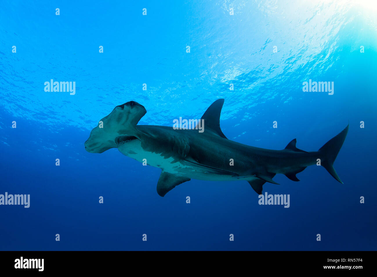 Grand requin marteau (Sphyrna mokarran) contre l'eau bleue et de la surface. Plage du tigre, Bahamas Banque D'Images