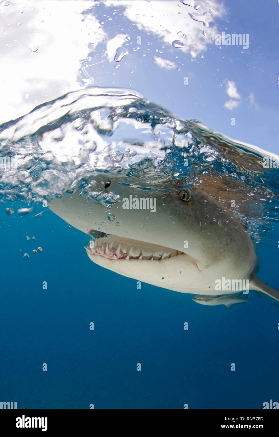Le requin citron (Negaprion brevirostris) Close-up, Split Shot à la surface. Plage du tigre, Bahamas Banque D'Images