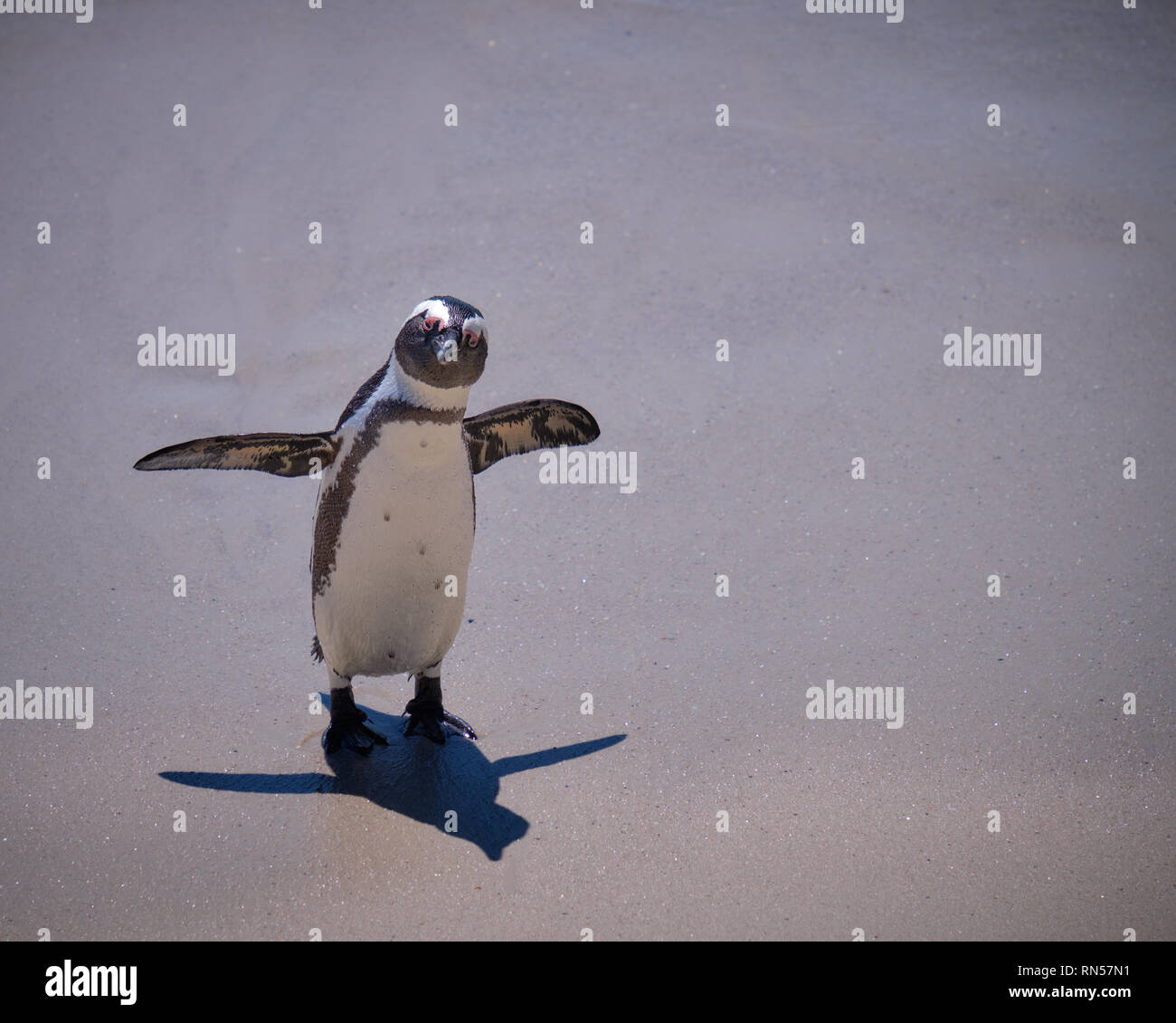 L'african penguin looking at camera sur une plage déserte avec ombre courte. Penguin est sur face avant avec les ailes étalées. Banque D'Images