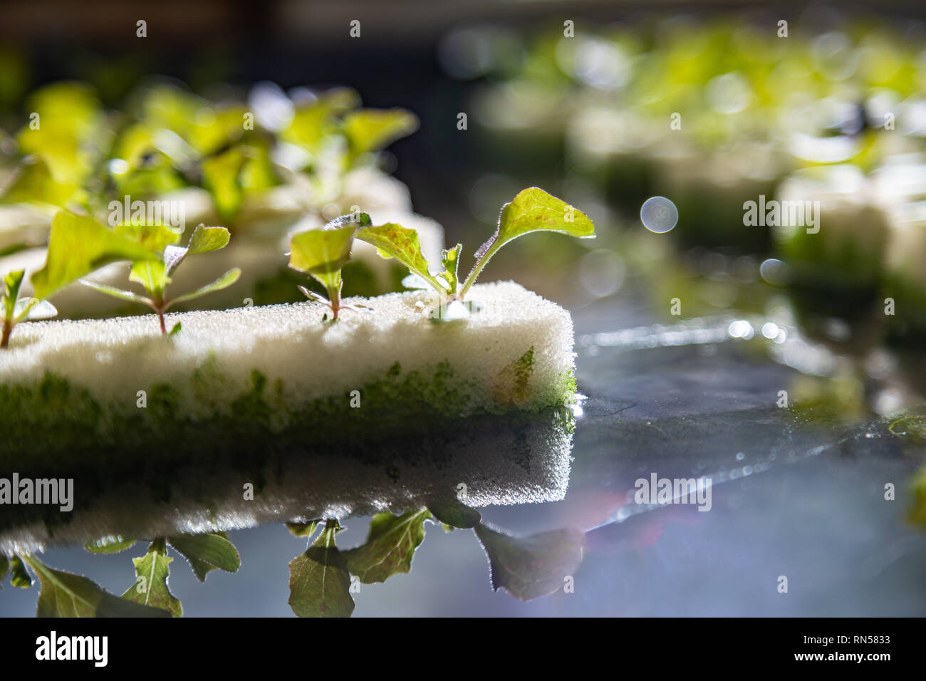 Close up de la culture hydroponique de légumes , avec plusieurs types de laitue, de plus en plus petite éponge sur l'eau, éclairage arrière et selective focus Banque D'Images