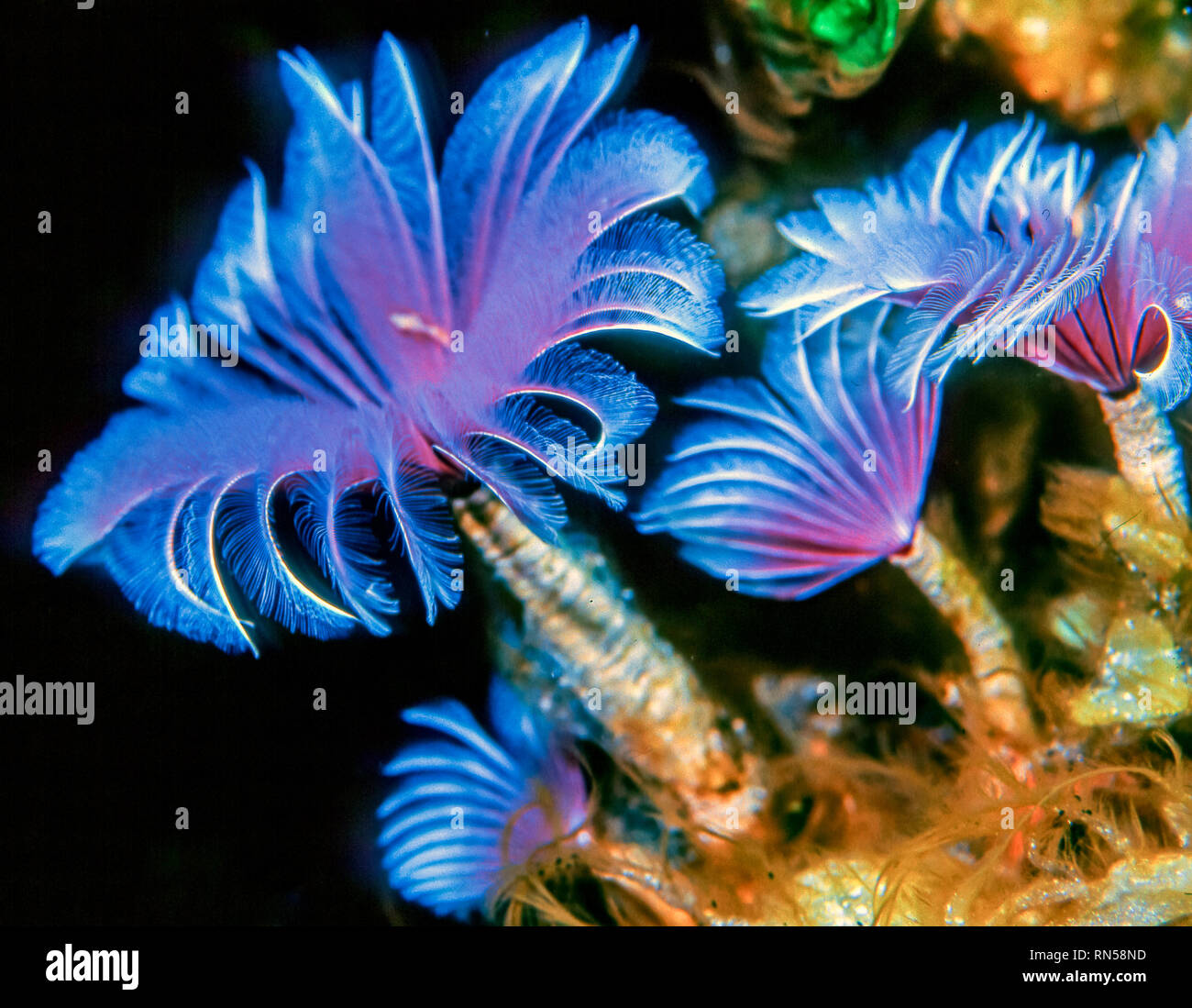 Sabellidae plumeau,les vers sont une famille de polychètes marins sédentaires vers tube Banque D'Images