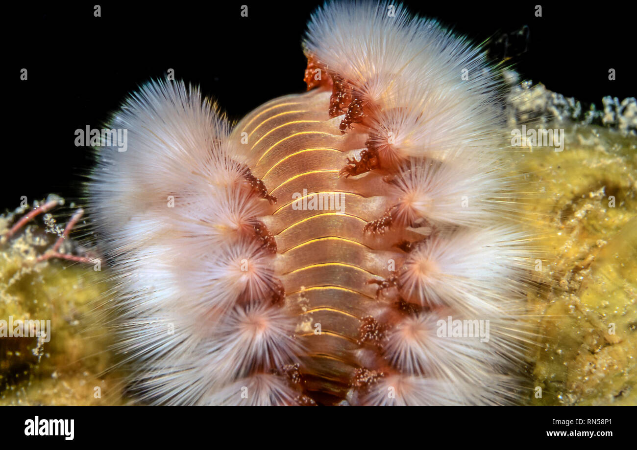 Tordeuse des canneberges barbu,Hermodice carunculata est un type de famille Amphinomidae bristleworm ,marine Banque D'Images