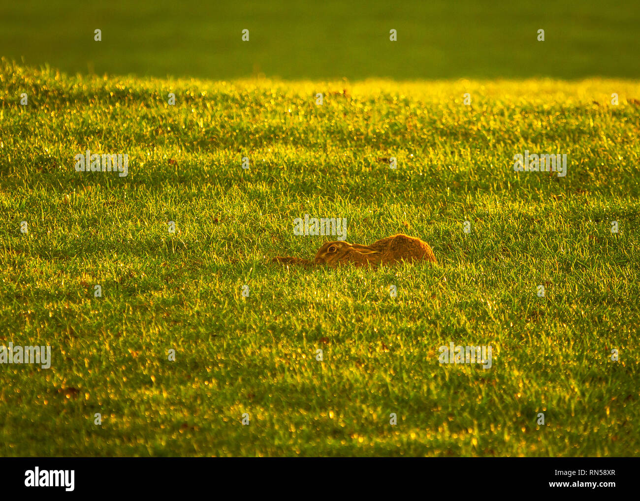 Lièvre brun pose dans l'herbe Banque D'Images