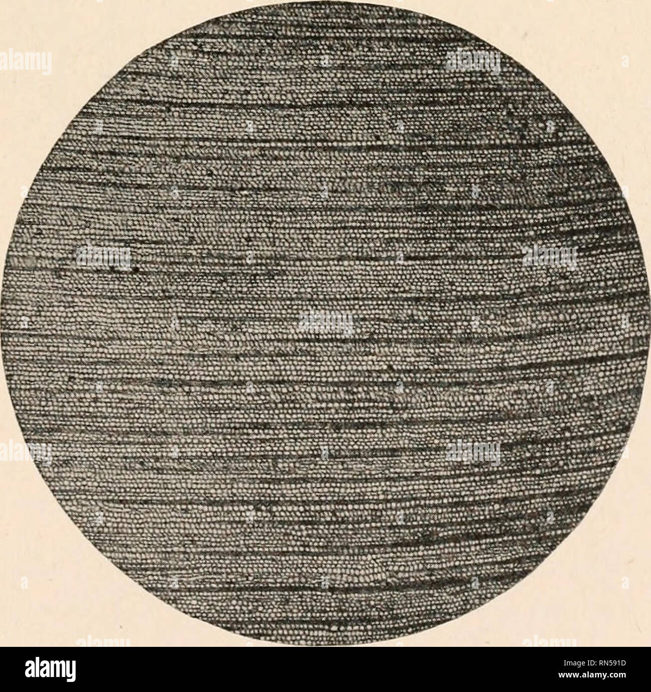 . L'anatomie des plantes ligneuses. Botanique -- Anatomie. éléments du bois secondaire. C'est bien illustré en Fig. 220. Parmi les conifères vivants c'est une condition presque parallèle à l'Abietineae. La trace foliaire est bien sûr d'une grande importance dans ce domaine comme dans d'autres anciens gy m n o s p sae . Fig. 221 illustre l'organisation d'un des paquets d'une large feuille tean- cordai (Cordaites principalis) à la fois dans la section transversale et longitudinale. Dans un est montré la topog transversale- f PPFA t r FIG. 217.-Cordaitean bois d'Angleterre et il est clair que le bois est centripète et devel Banque D'Images