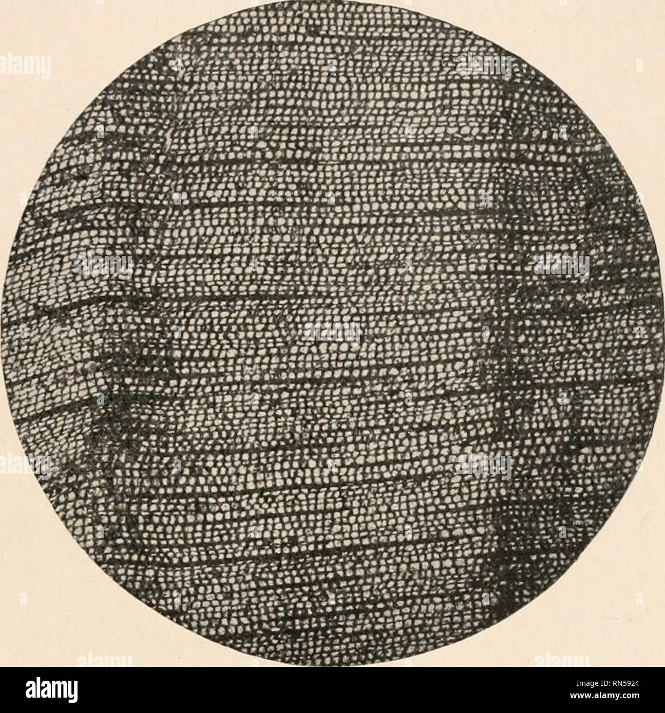 . L'anatomie des plantes ligneuses. Botanique -- Anatomie. CORDAITALES ET GINKGOALES 307. éléments du bois secondaire. C'est bien illustré en Fig. 220. Parmi les conifères vivants c'est une condition presque parallèle à l'Abietineae. La trace foliaire est bien sûr d'une grande importance dans ce domaine comme dans d'autres anciens gy m n o s p sae . Fig. 221 illustre l'organisation d'un des paquets d'une large feuille tean- cordai (Cordaites principalis) à la fois dans la section transversale et longitudinale. Dans un est montré la topog transversale- f PPFA t r FIG. 217.-Cordaitean bois d'Angleterre et il est clair que e Banque D'Images