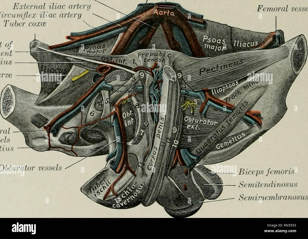 . L'anatomie de l'animal domestique. Anatomie vétérinaire. G72-VASCULAIRE SANGUIN DU CHEVAL sacré ventrale foramina. Ils donnent aux branches à la moelle épinière et ses mem- branes, qui renforcent l'artère spinale ventrale, et d'autres qui émergent à travers le sacré et l'offre dorsale foramina les muscles et la peau de la croupe. (2) Le milieu de l'artère coccygien (A. coccygea) est un navire qui vient de la droite ou gauche ou d'un sacré coccygien latéral artère. Il passe en arrière sur la surface du bassin du sacrum à la ligne médiane et continue dans cette position d'alon Banque D'Images