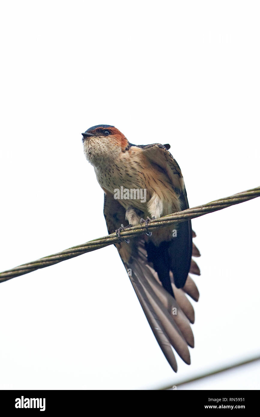 Hirondelle rousseline (Cecropis daurica) Banque D'Images