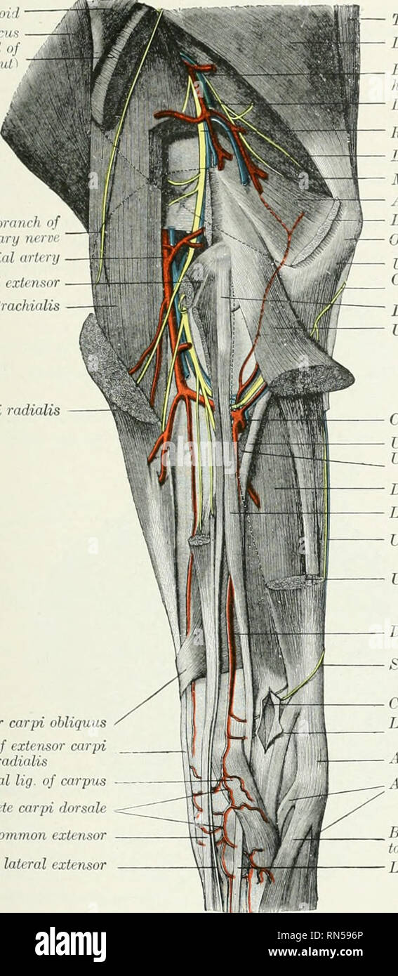 . L'anatomie de l'animal domestique. Anatomie vétérinaire. L'artère médiane 655 taille considérable qui se pose au niveau de l'espace interosseous, par laquelle il passe à l'extérieur. Avant d'entrer dans l'espace qu'il dégage une petite branche, le volar Dcltoi Brdchincrphiiliviix Lnlrnil-I lira.l "J'ai Lrici>s brniich cutanées [nf nxilhiry Antirior rrr tii iiii radial(très Extenwr Commim brachiale extenseur digital radial deuxième. Muscle obliquus tendon du muscle extenseur radial caipi lig latéral. de carpe Rete carpi dorsale Tendon de l'extenseur commun à la Direction générale de l'extenseur latéral fasc Tenseur Banque D'Images