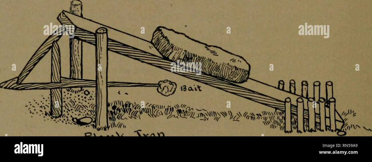 . Andersch bros. les chasseurs et trappeurs illustrant les animaux à fourrure d'Amérique du Nord les skins de qui ont une valeur marchande. La chasse ; le piégeage. [From old catalog] ; les lois du jeu. Andersch 284 Bros.' Guide des chasseurs et des trappeurs. Prendre une boîte de piéger et de l'aligner avec l'étain. Prenez une planche de deux pouces, enfanta un deux ou trois pouces dans le trou, il dur ongles pointus dans environ un pouce du haut. Percer un trou un peu plus grand que la fusée, insérer la fusée en elle ; avoir la planche de telle sorte qu'il ne peut pas être poussé dans plus loin. L'appât mis derrière plank et définir piège. Comme le vison met sa tête dans le trou pour obtenir Banque D'Images