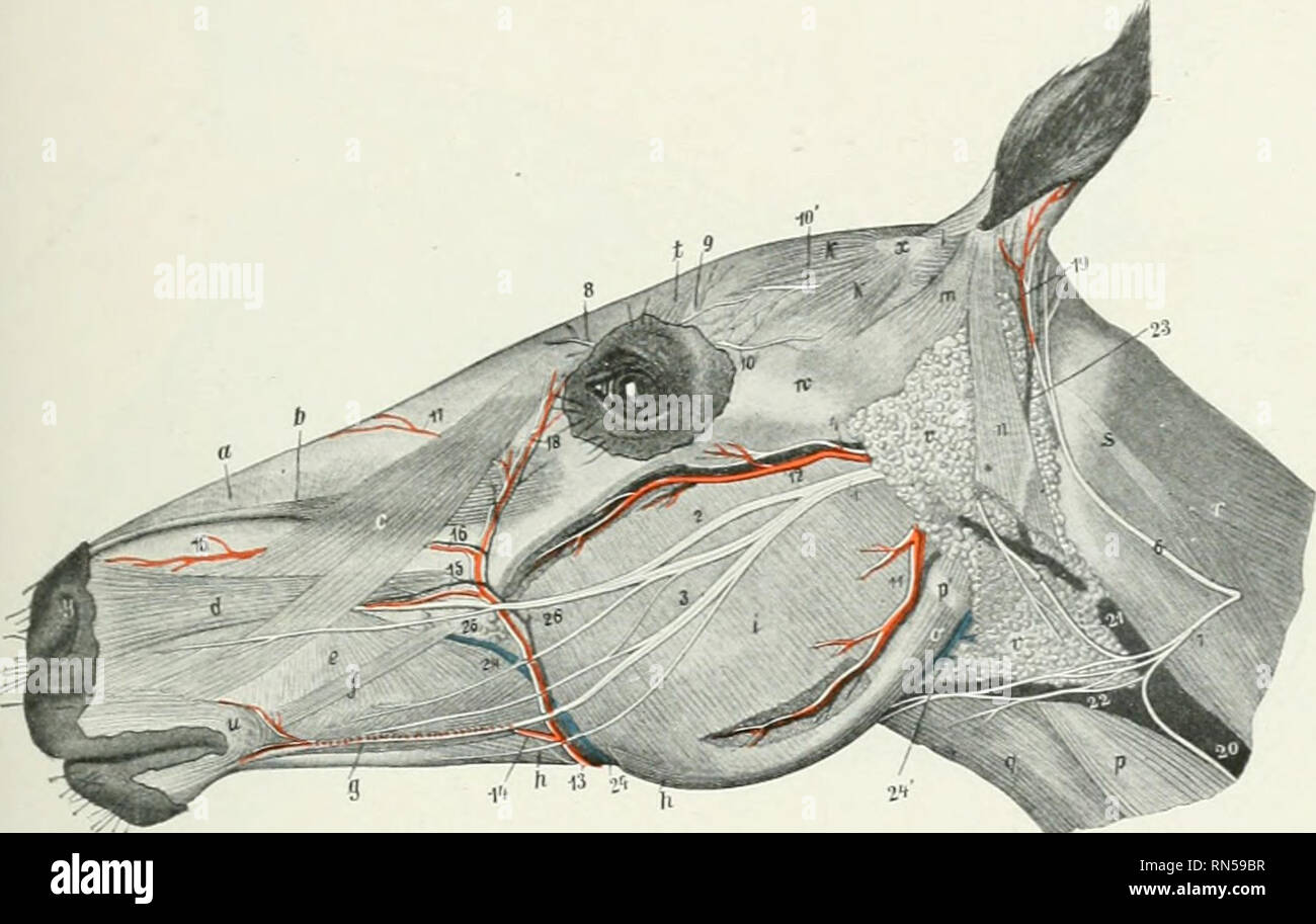 . L'anatomie de l'animal domestique. Anatomie vétérinaire. L'ARTÈRE CAROTIDE EXTERNE 643 une succursale peut être émise dans l'espace de la mandibule, qui tourne autour de la bordure inférieure de la mâchoire et entre dans le milieu de la partie inférieure de la muscle masséter. Dans certains cas, cette artère est de grande taille et sa pulsation peut se faire sentir. Il s'agit d'accompanieil par une veine. (4) l'artère labiale inférieure (A. labial inférieur) découle de la maxillaire externe un peu avant d'atteindre le depressor labii inferioris (Fig. 560). Il passe forvs'ard, creux sous le muscle abaisseur, et continue de Banque D'Images