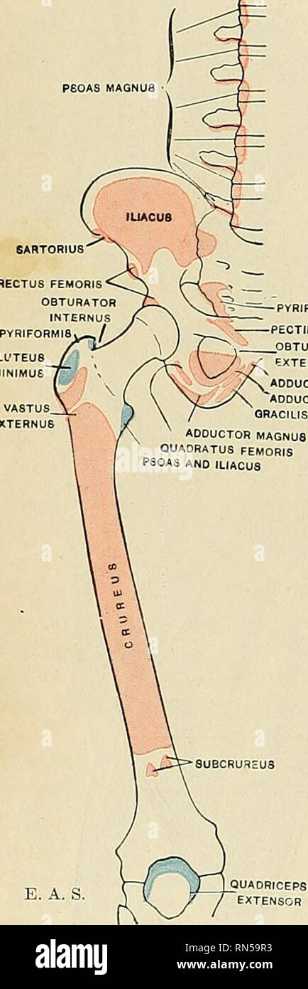 Anatomie, descriptif et appliquée. L'anatomie. 510 LES MUSCLES PSOAS ET  FASCIJE PyRIFORMia PECTINEU fiATOR MAGNUS8 partie sur le côté extérieur du  fémur est appelé le vastus externus ; qui couvrent le