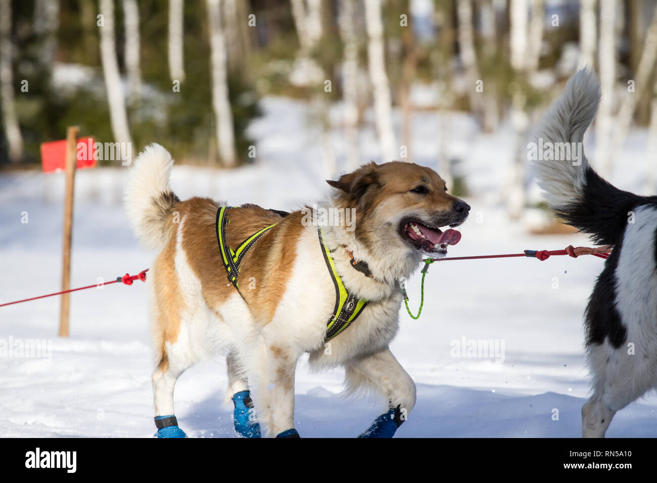 Český horský pse (République tchèque) chien de Montagne @ course de chiens de traîneau, République Tchèque Banque D'Images