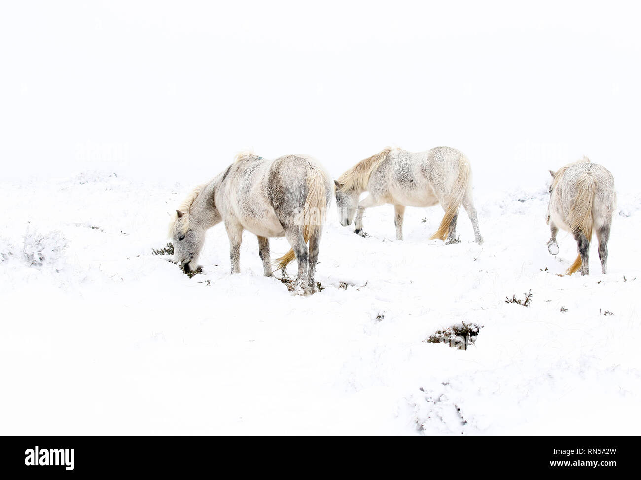 Winter Wonderland dans le Dartmoor National Park Banque D'Images