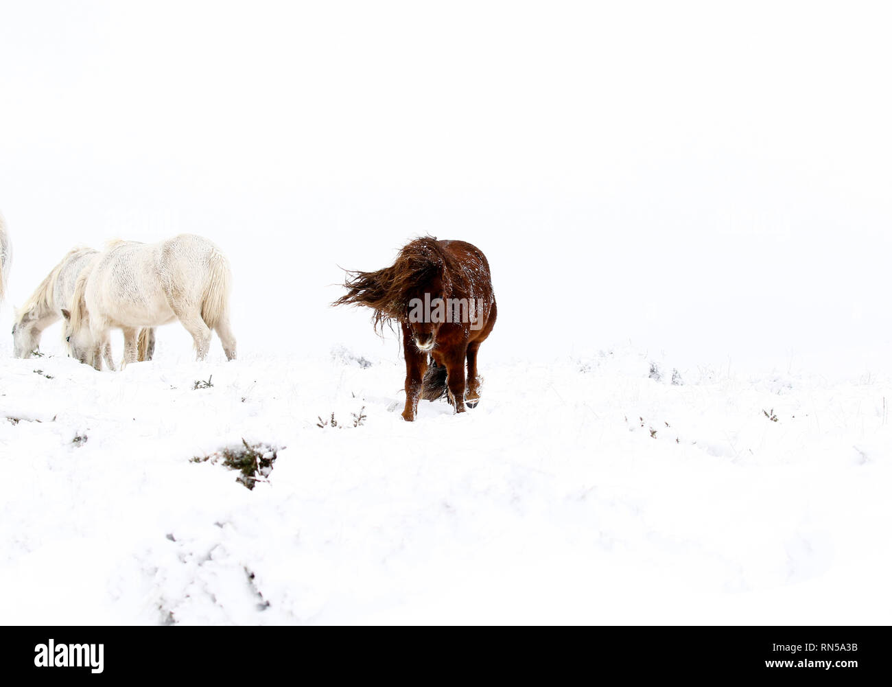 Winter Wonderland dans le Dartmoor National Park Banque D'Images