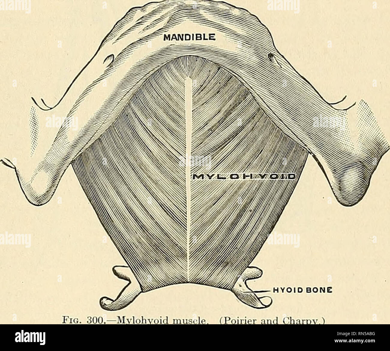 Anatomie, descriptif et appliquée. L'anatomie. &Gt;le SUmAHYOn) RÉGION 3S9  Le ventre antérieur {venter anterior) découle d'une dépression sur la face  intérieure de la bordure inférieure de la mandibule, près de la